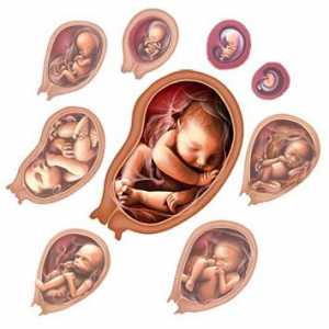 Fetalni razvoj: glavne faze