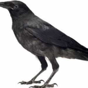 Raven i Crow: kolika je razlika u izgledu i ponašanju ptica