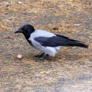 Siva vrana - najpametniji predstavnik sveta ptica
