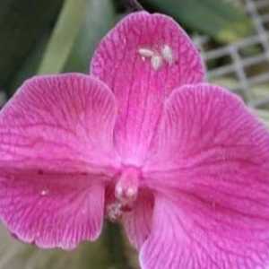 Orhideja Štetočine: čuvanje njihove egzotične ljepote