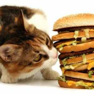 Izbor hrane za mačke. Koji je najbolji tip hrane?