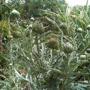 Raste artičoke iz sjemena: korisne savjete i sugestije