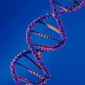 Interakcija nonallelic gena vrsta i oblika
