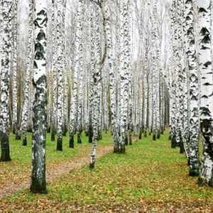 Jeste li se ikada zapitali koliko godina živi breze?