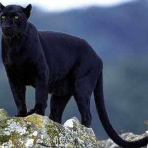 Misteriozni divlja mačka - crni jaguar: opis, stanište