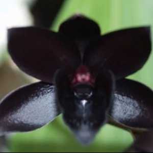 Misteriozni boje - crnoj orhideje