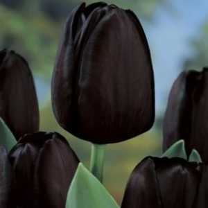 Misteriozni tulipani: crno cvijeće u vrtu