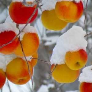 Pripreme za zimu - da li je moguće da zamrzne jabuke?