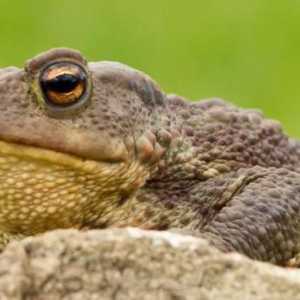 Zemljani žaba - vodozemac sa lošom reputacijom. Je li to istina?