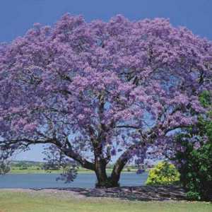 Jacaranda (ljubičasta stablo) raste u Rusiji da li i gdje? Gdje raste Jacaranda (ljubičasta drvo)?