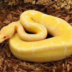 Žuta zmija: vrste i karakteristike