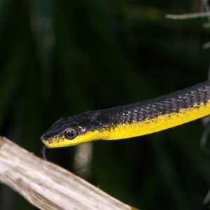 Zheltobryuhaya zmija u kući: savjete o uređenju kaveza i sadržaj