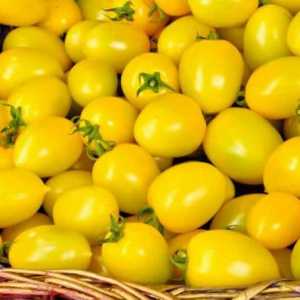 Žuta paradajz za zimu: recepti