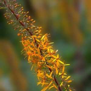 Žuta svijeće vrtovi - Ligularia przewalskii