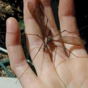 Wildlife: Kako su veliki komarci?