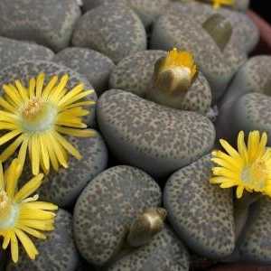 "Živo kamenje" - cveće, sposobnost da iznenadi