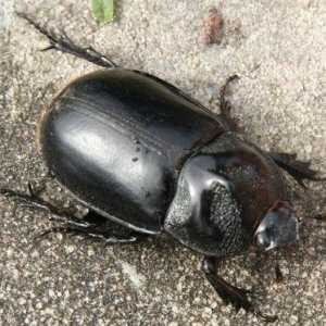 Black Beetle: medic poslao prirode