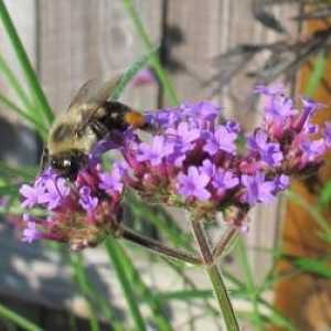 Zujanje, peckanje, med: šta sanja pčele?
