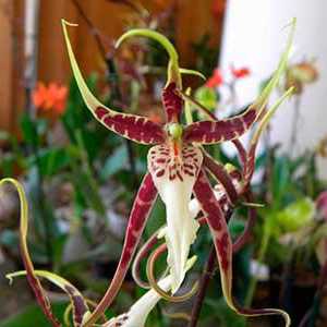 Vrijednost cvijet orhideja - simbol ljubavi i strasti