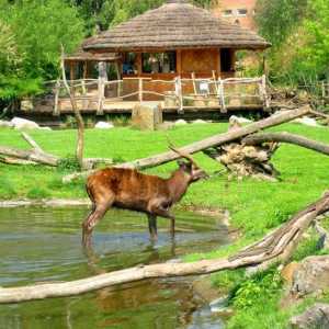 Zoo Prag - najbolje mjesto za obiteljski odmor