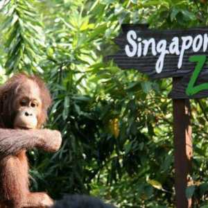Singapur Zoo: mišljenja, adresa, fotografije