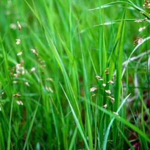 Zubrovka (trava): korisne osobine i kontraindikacije. Gdje trava raste Zubrovka